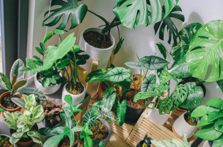 indoor plants don't purify air