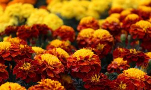 marigolds