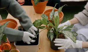 fungus gnats prevention