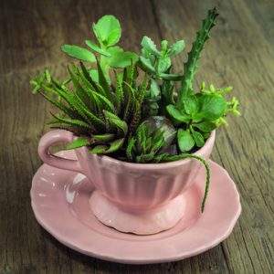 teacup diy garden ideas planter