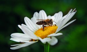 sustainable garden tips.