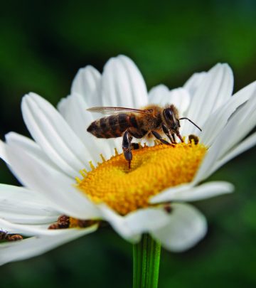 sustainable garden tips.