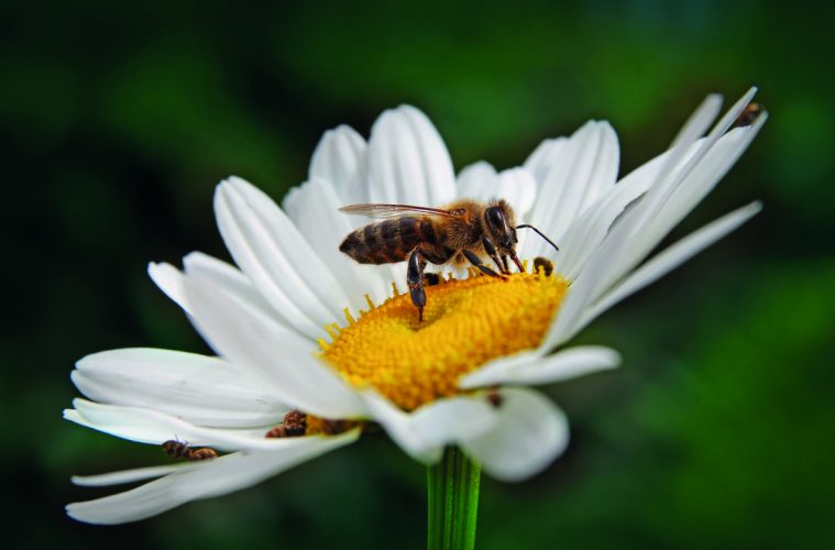 sustainable garden tips.