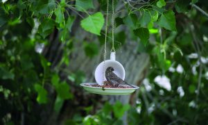 teacup diy ideas