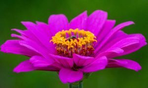 zinnia flower