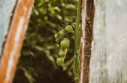 tomato companion planting