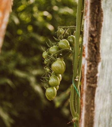 tomato companion planting