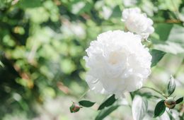 how to divide peonies