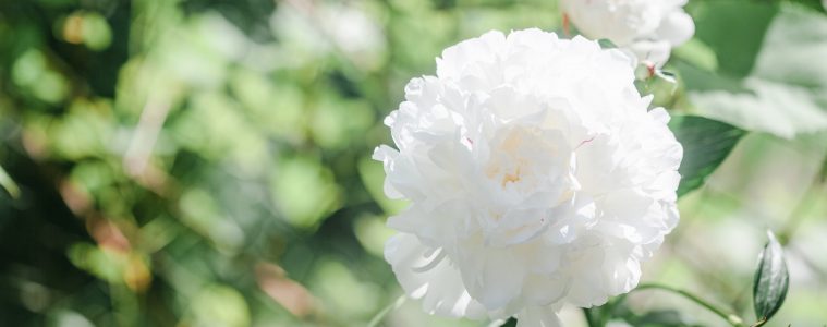 how to divide peonies