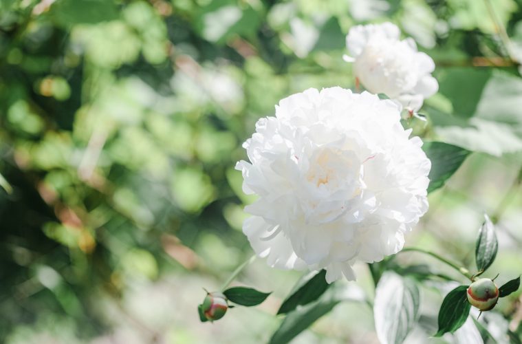 how to divide peonies