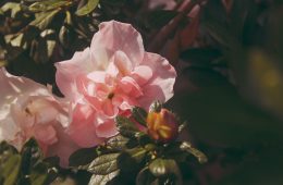 ants on peonies