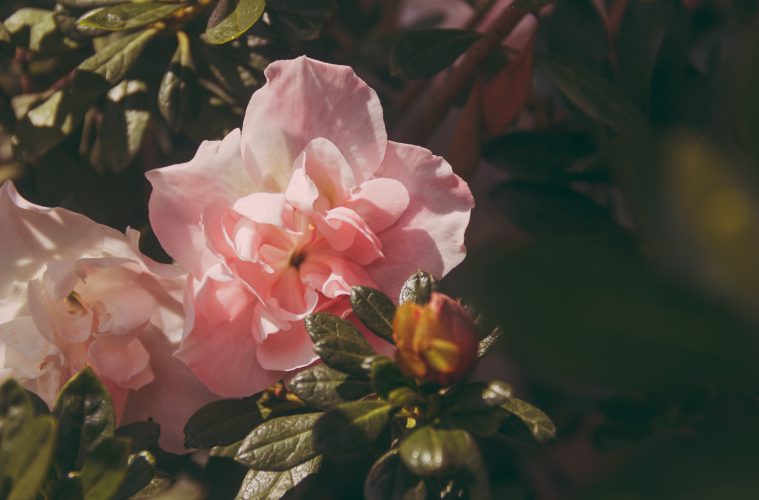 ants on peonies