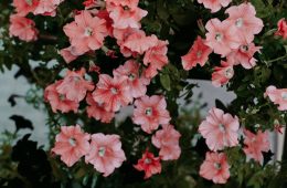 how to care for petunias