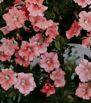 how to care for petunias