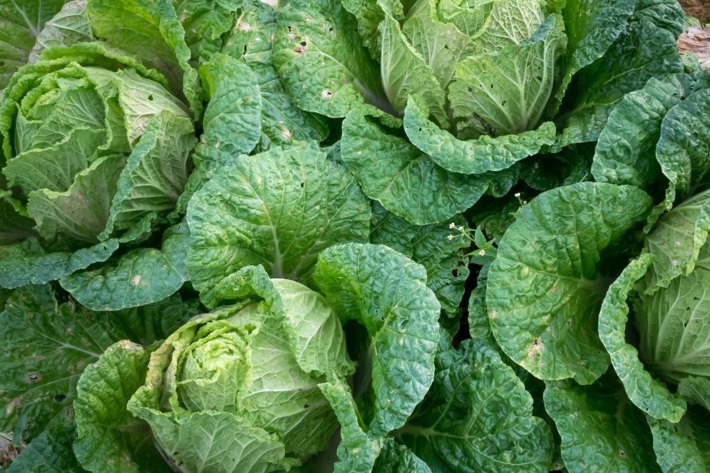 Veggie garden