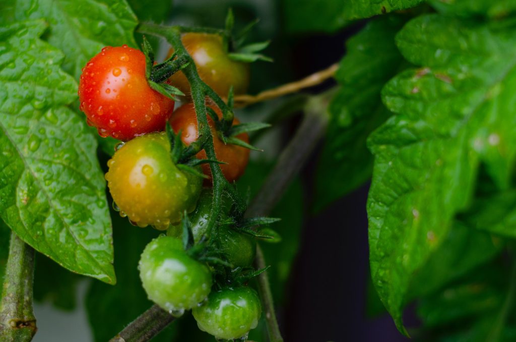 Veggie garden