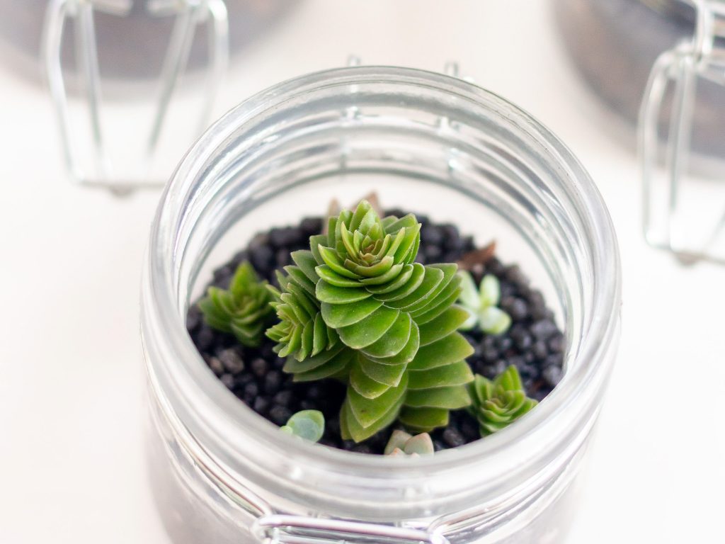 succulent terrarium