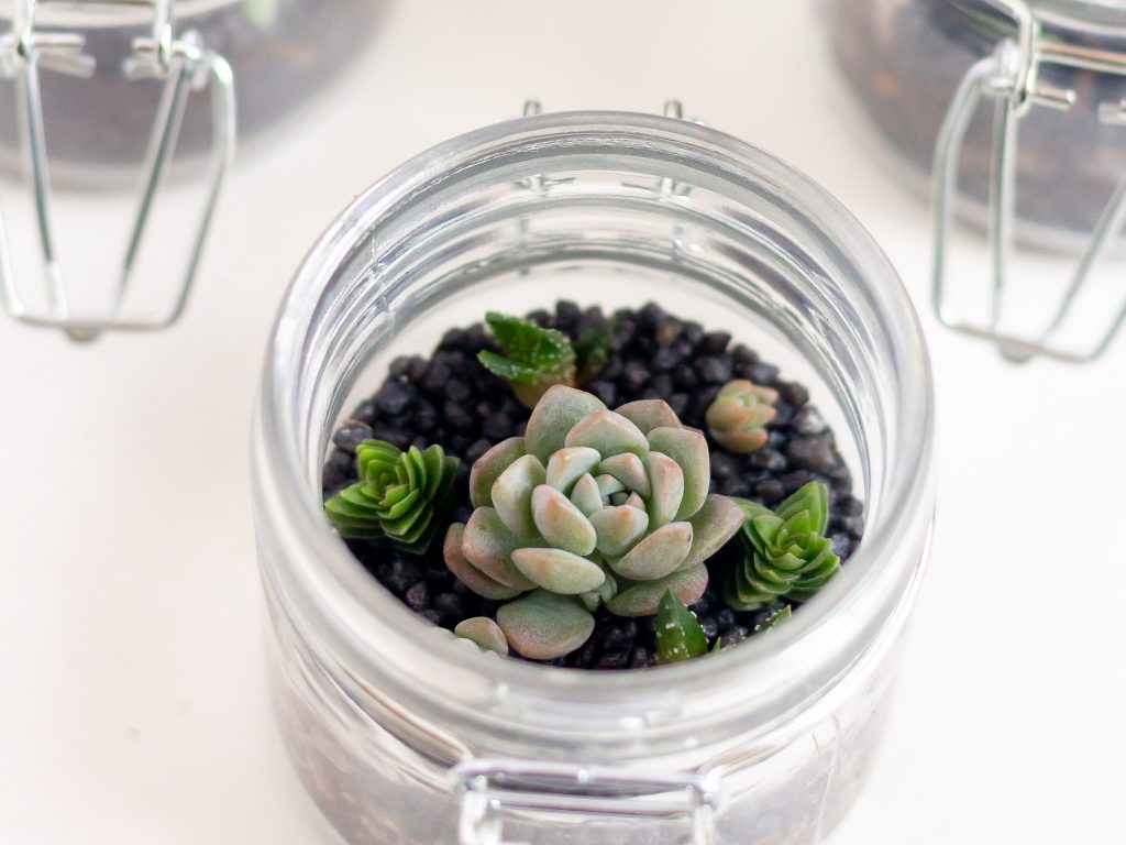 succulent terrarium