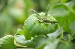 tomato companion plants