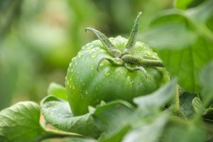 tomato companion plants