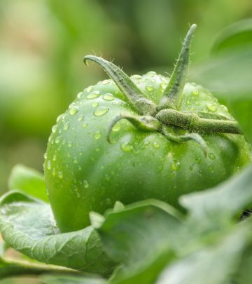 tomato companion plants