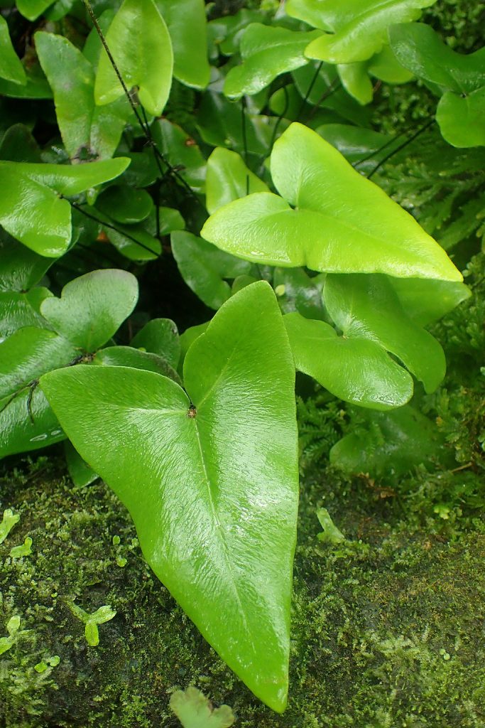 heart leaf fern