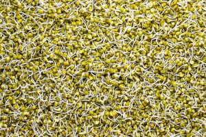 sprouts