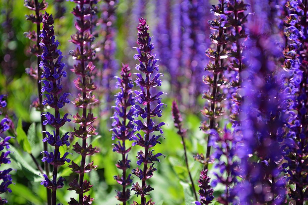 purple salvia flowers