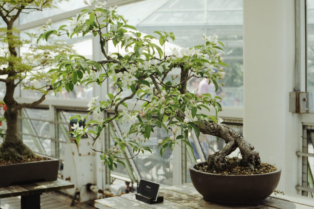 tall bonsai tree