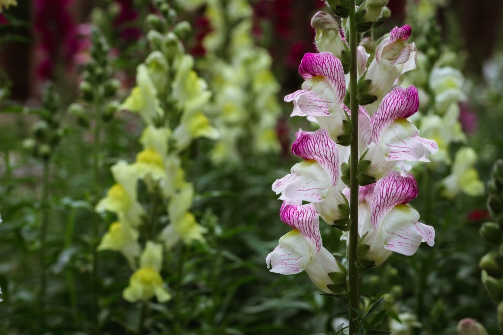 snapdragons cut flower