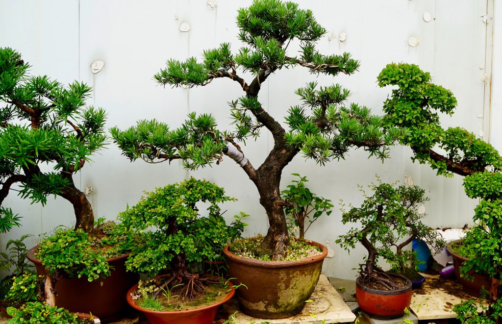 bonsai trees grouped