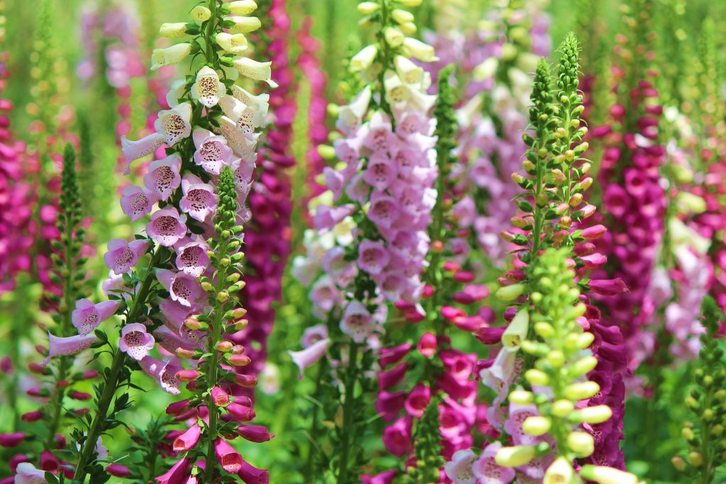 foxglove field