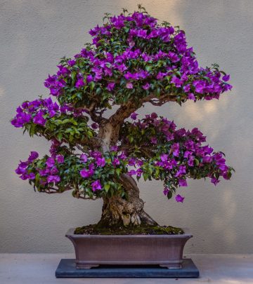 bonsai tree