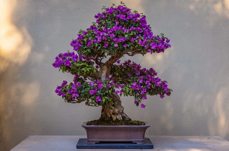 bonsai tree