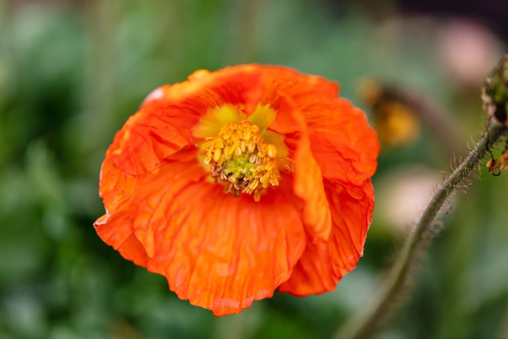 iceland poppy orange