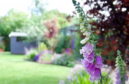 foxglove garden