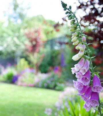 foxglove garden