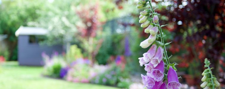 foxglove garden