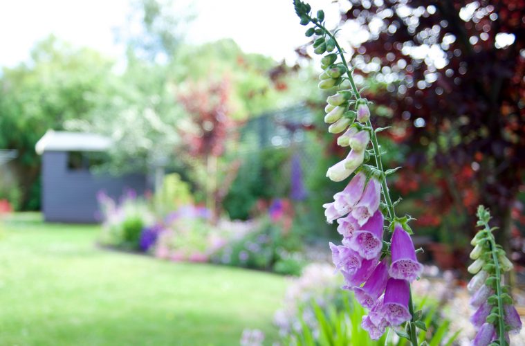 foxglove garden