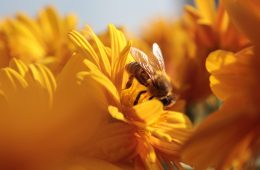 bee on flower