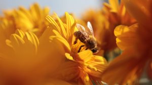 bee on flower