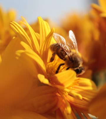 bee on flower