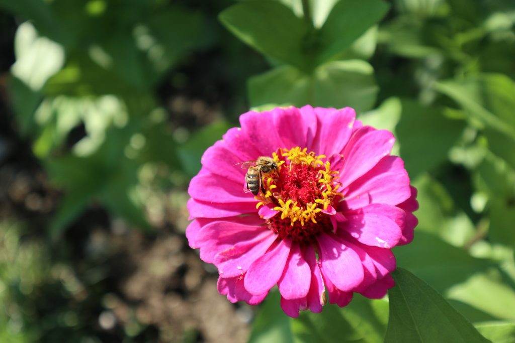 zinnia flower in garden