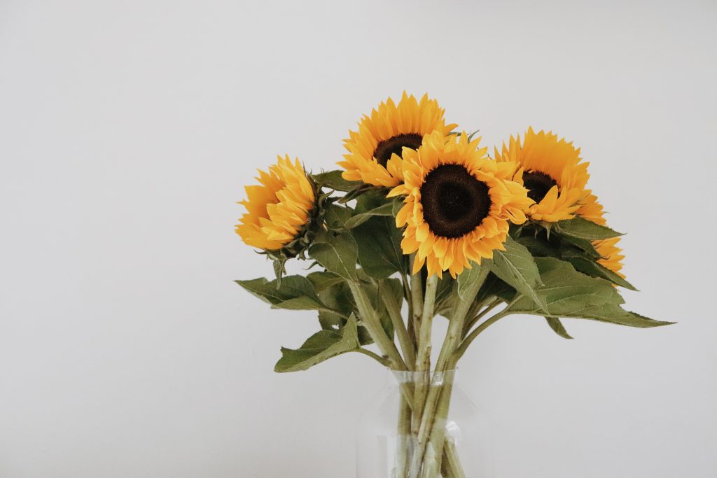 sunflowers in vase