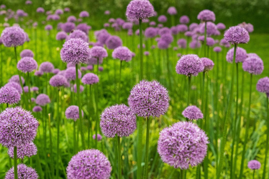 allium flowers