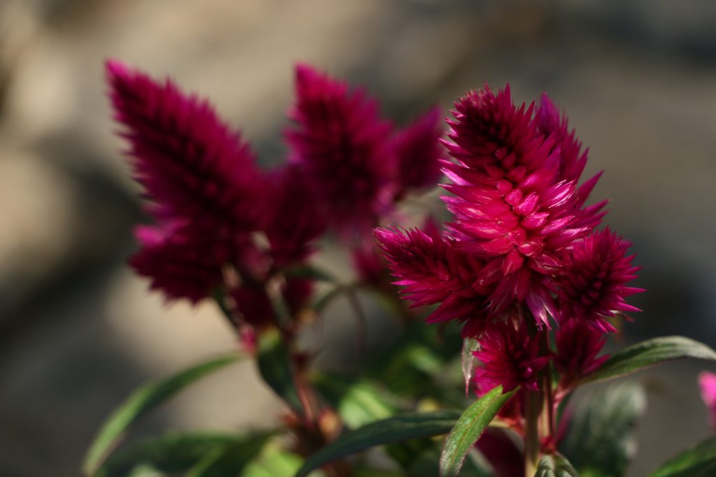 celosia purple