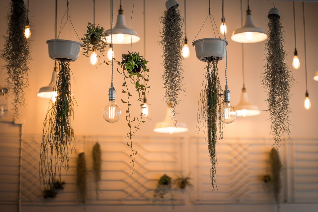 lighting and plants