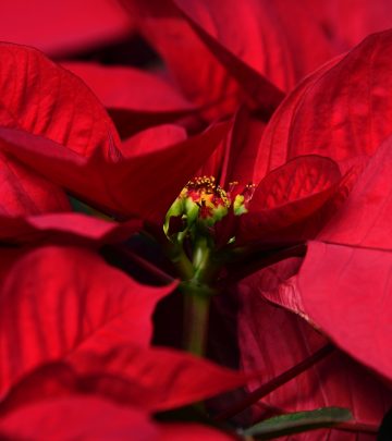 poinsettia after christmas