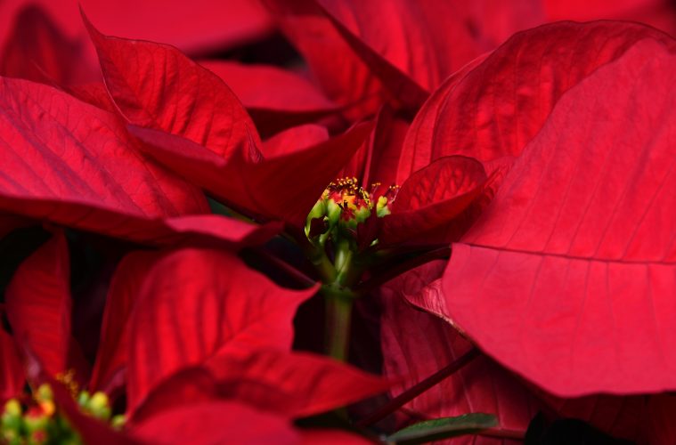 poinsettia after christmas