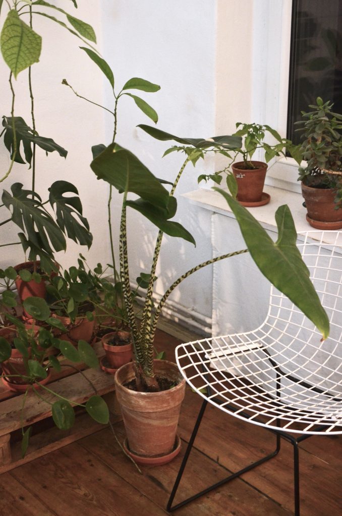 alocasia zebrina in pot